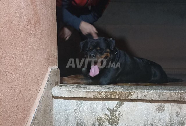 rottweiler 