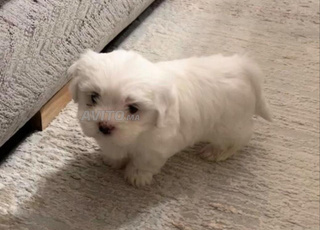 bichon maltais a vendre b9aw ri 2