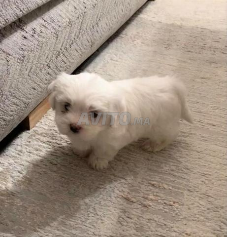 bichon maltais a vendre b9aw ri 2