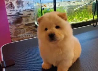 chiots chow chow