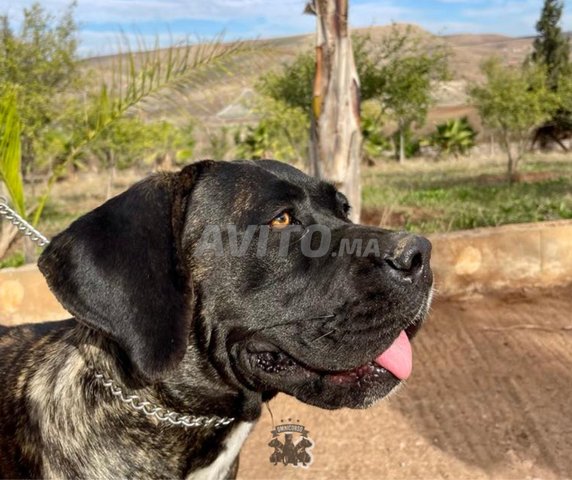 Femelle Cane Corso adulte 