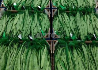 sac pour haricot vert 