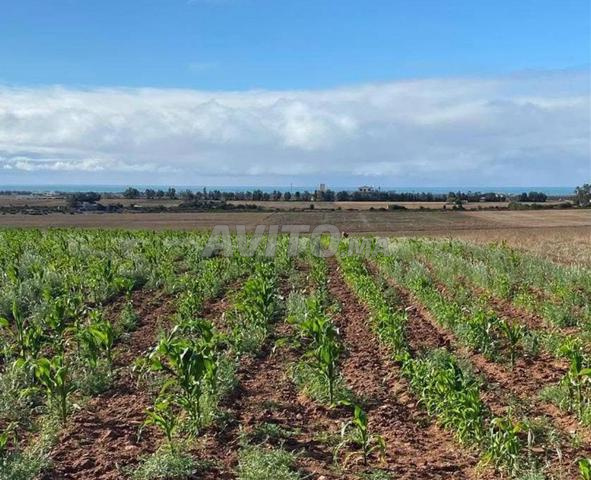 1 هكتار سيدي رحال