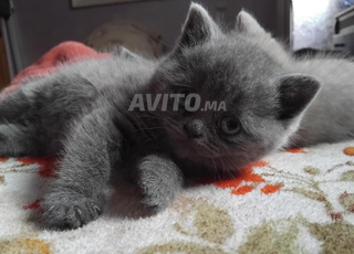 chat scottish straight 