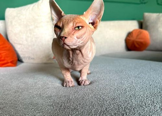 chat sphynx 