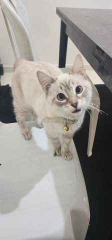 chat siamois tiger
