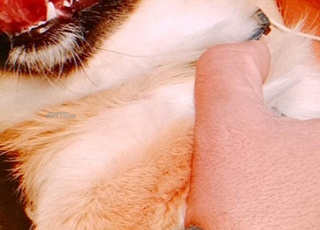 chihuahua poils longs 