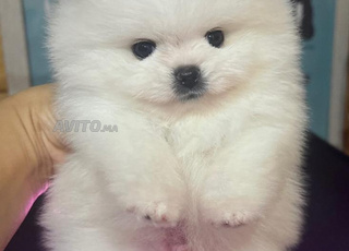 male spitz Pomeranian