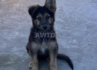 Berger allemand avec carnet vaccin 