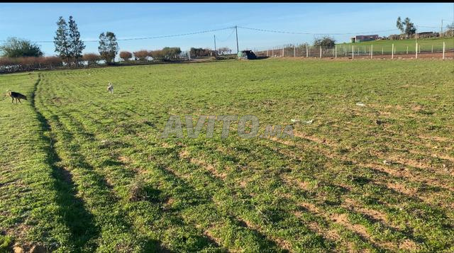 ثلاثة هكتارات همزة كاملة 94مليون نواحي بحراوي