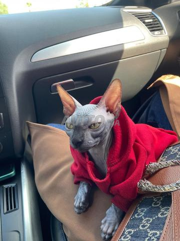 قط سفنكس واحدة من أكثر سلالات القطط عديمة الشعر