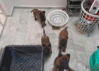 Chiots malinois 