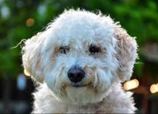 Caniche bichon blanc