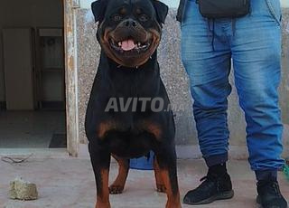 rottweiler male