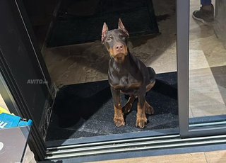 Doberman marron
