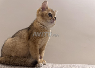 Femelle British shorthair NY11