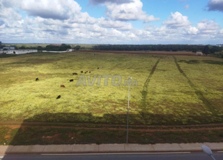 Appartement à louer (lot. maamoura)