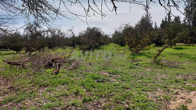 Ferme titre 2ha jnane maamoura kamouni - 2