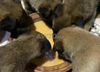  Malinwa 2 mois pédigrée