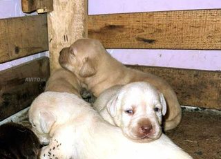 Labrador chien