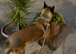 Chien malinois 9 mois 