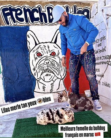 bulldog francais 