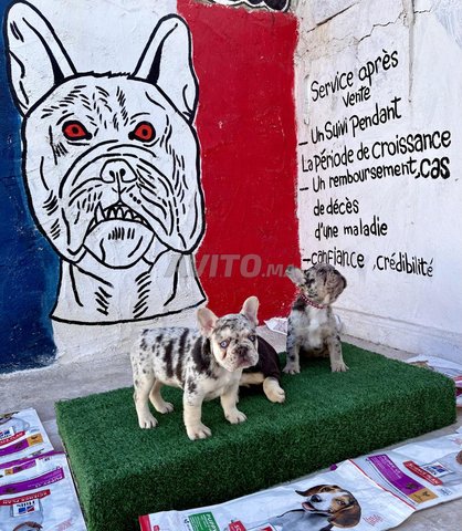 bulldog francais 