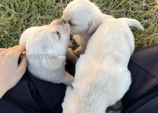 Chiots labrador pure race