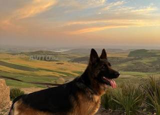 khasha thlia taman nt3aml khas gha li ythala 