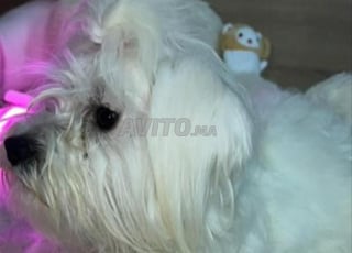 bichon femelle 1 ans vacciné 