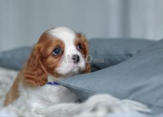 Cavalier King Charles