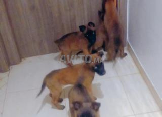 chien malinois 3mois 