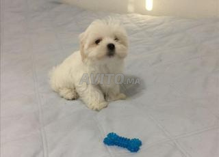 بيشون ذكر و انثى