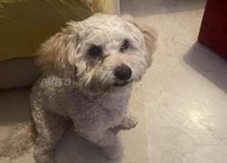 bichon maltais a vendre