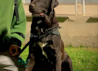 Labrador chocolat 