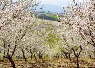 15 هكتار من اللوز للبيع 