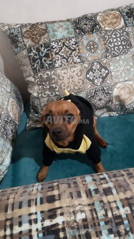 Chihuahua mâle il a deux ans, active et joueur