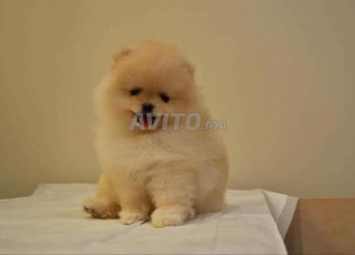 magnifique chiot Spitz  pomeranien