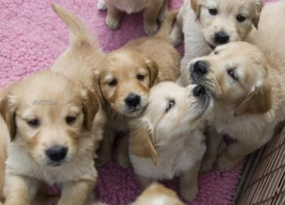 Tous types Des chiens a vendre