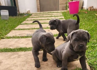 Cane Corso