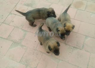 فراخ مانينوا