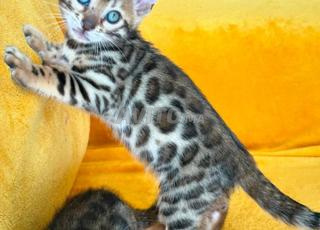 magnifique chaton du Bengal du race pure