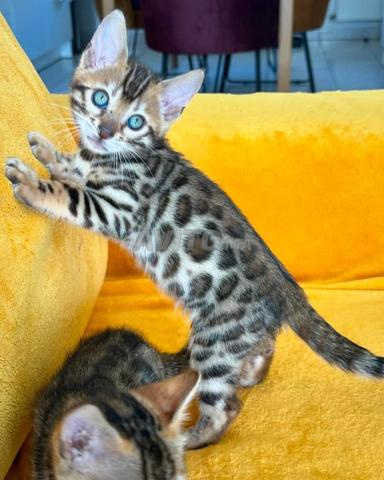 magnifique chaton du Bengal du race pure