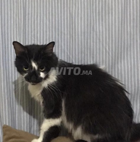 Chats adopter