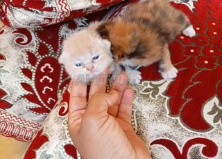 chaton persan 