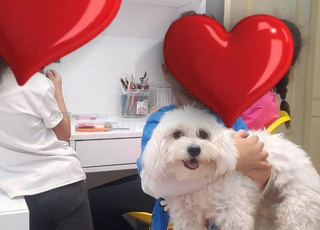 Un adorable bichon maltais a adopter