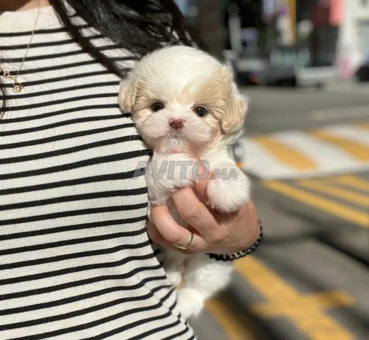puppy maltese toy 
