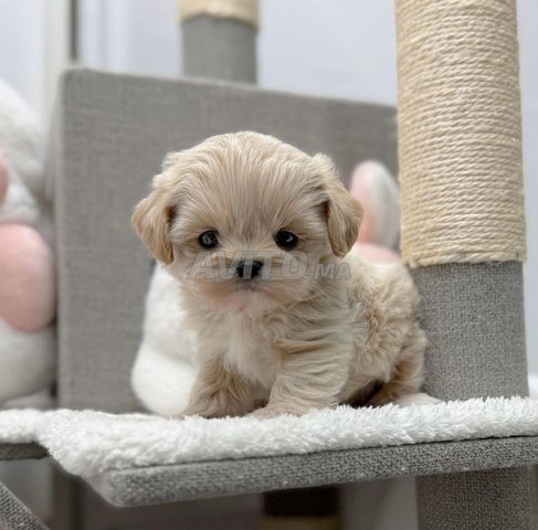 bichon nain 