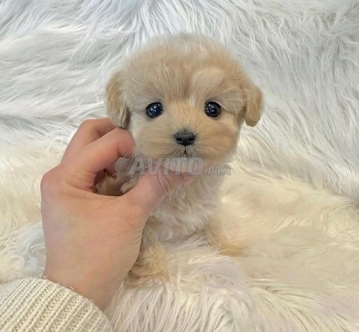 puppy toy 