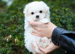 bichon maltais 